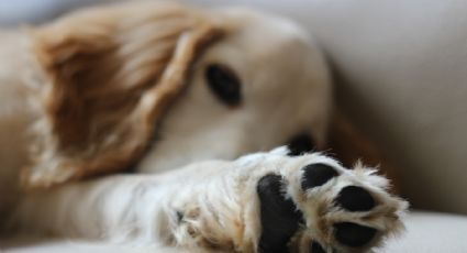 Cómo limpiarle las patitas a tus mascotas en poco tiempo