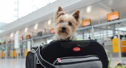 Consejos útiles para cuidar a tus mascotas del estrés a la hora de viajar