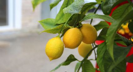 El abono ideal para que tu limonero deje buenos frutos