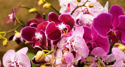 Cómo hacer que las orquídeas crezcan rápido y de manera natural