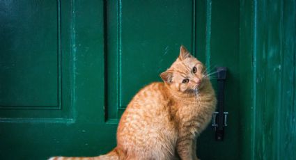 Este es el motivo por el cual los gatos detestan las puertas cerradas