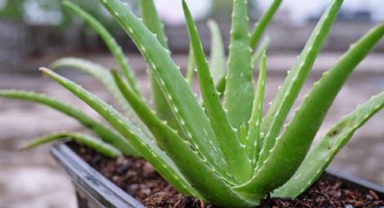 Cómo hacer para reproducir el aloe vera con trucos de jardinería