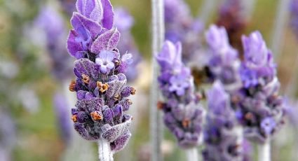 Descubre los beneficios de la lavanda que te animarán a utilizarla como un remedio natural