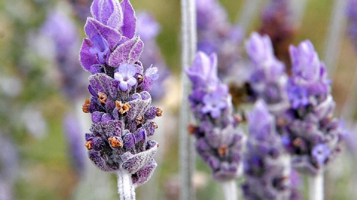 Descubre los beneficios de la lavanda que te animarán a utilizarla como un remedio natural